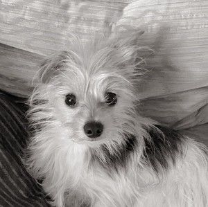 Meet your Posher, Billy